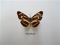 藏品(珍環蛺蝶)的圖片